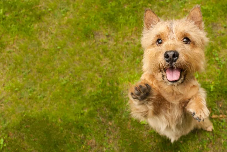 A Norwich Terrier