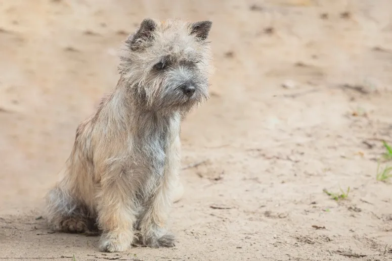 Norwich terrier on sand