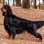 Magnificent Gordon Setter hunting dog standing in the in the autumn forest