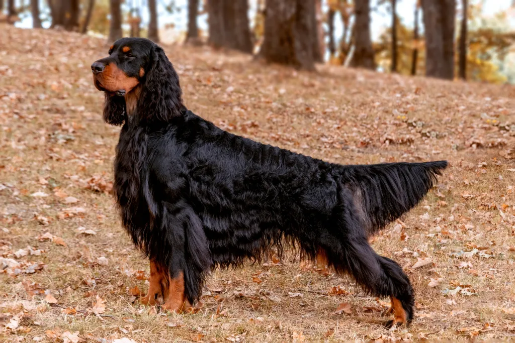 Magnificent Gordon Setter hunting dog standing in the in the autumn forest