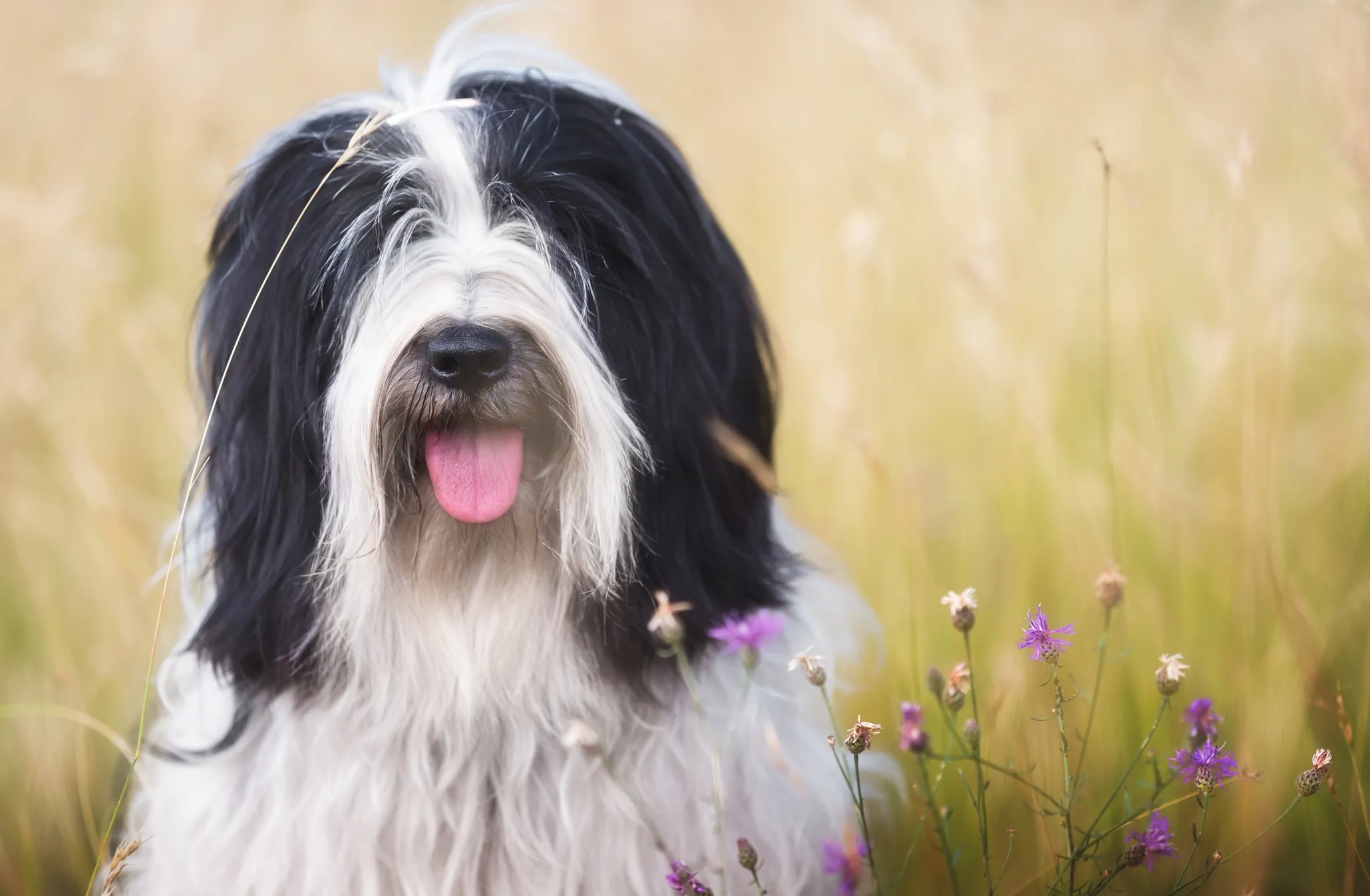 A Tibetan terrier in a field