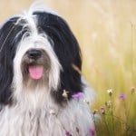 A Tibetan terrier in a field