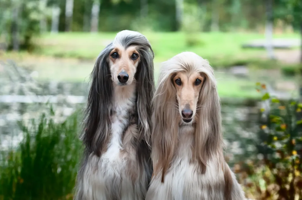 two afghan hounds portrait outside