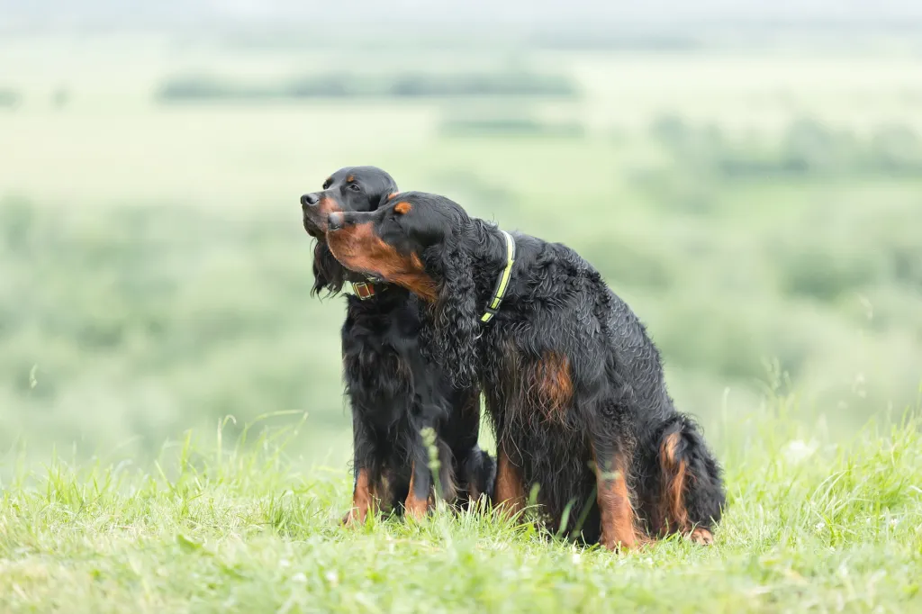 two Gordon Setter dogs sitting in grass