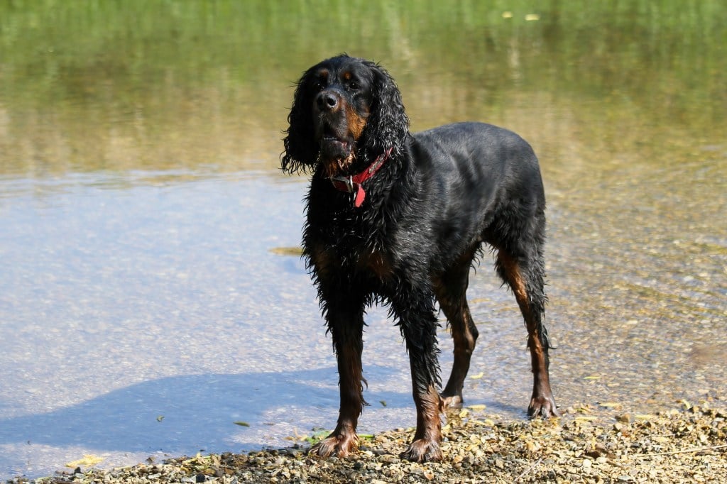 wet Black Gordon Setter dog standing on river bank