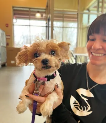 A little dog being held.