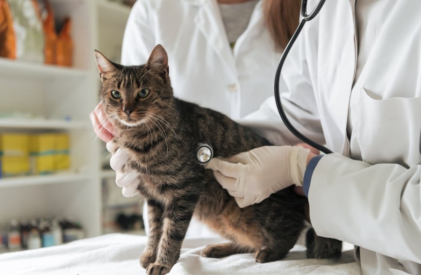 A cat with a veterinarian