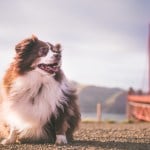 fluffy brown dog in front of golden gate bridge