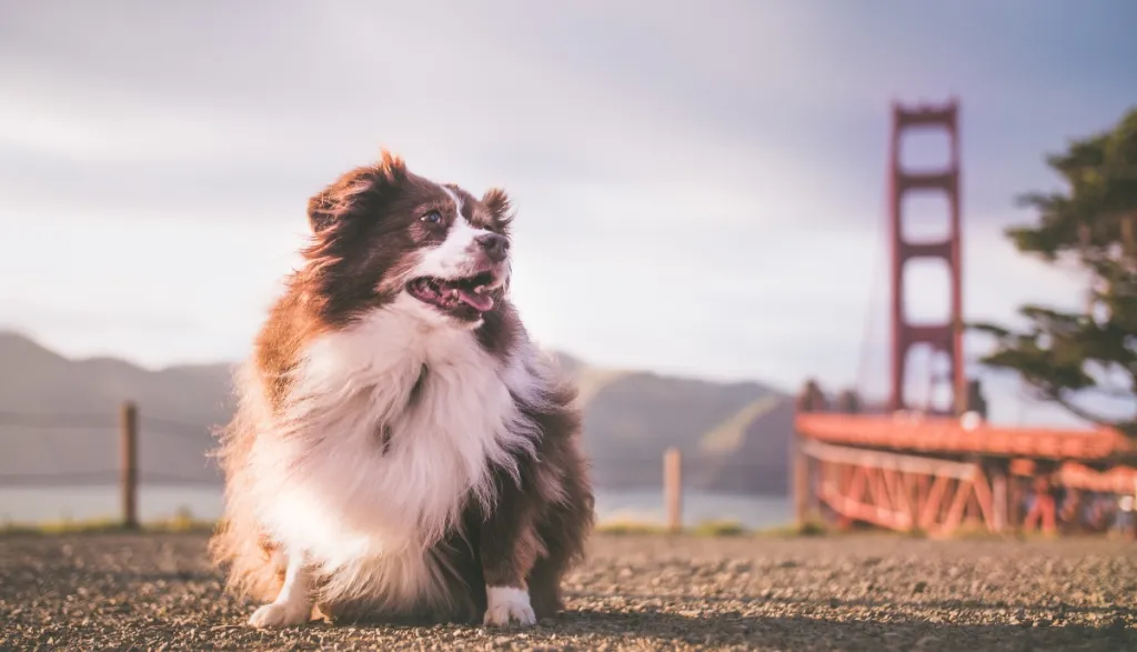 fluffy brown dog in front of golden gate bridge