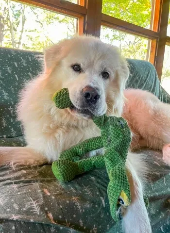 A Great Pyrenees with a toy