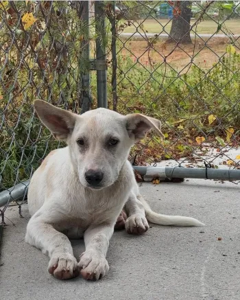 A sad dog outside in a pen