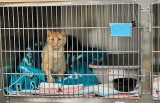 Orange tabby cat in hospital.