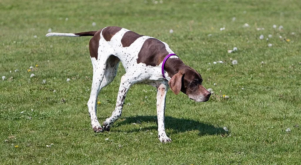 Brown and white English pointer in green grass