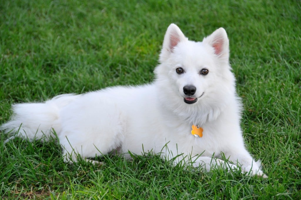 American eskimo dog lying in grass