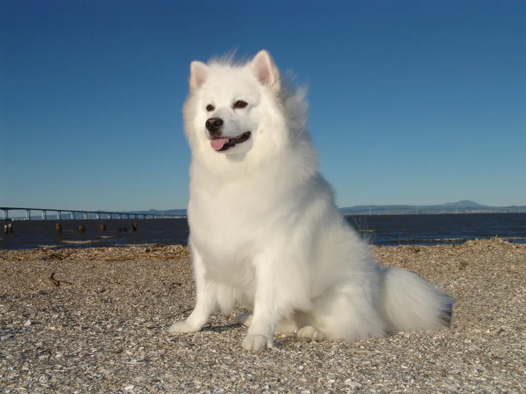 fluffy white American eskimo dog sitting on the beach