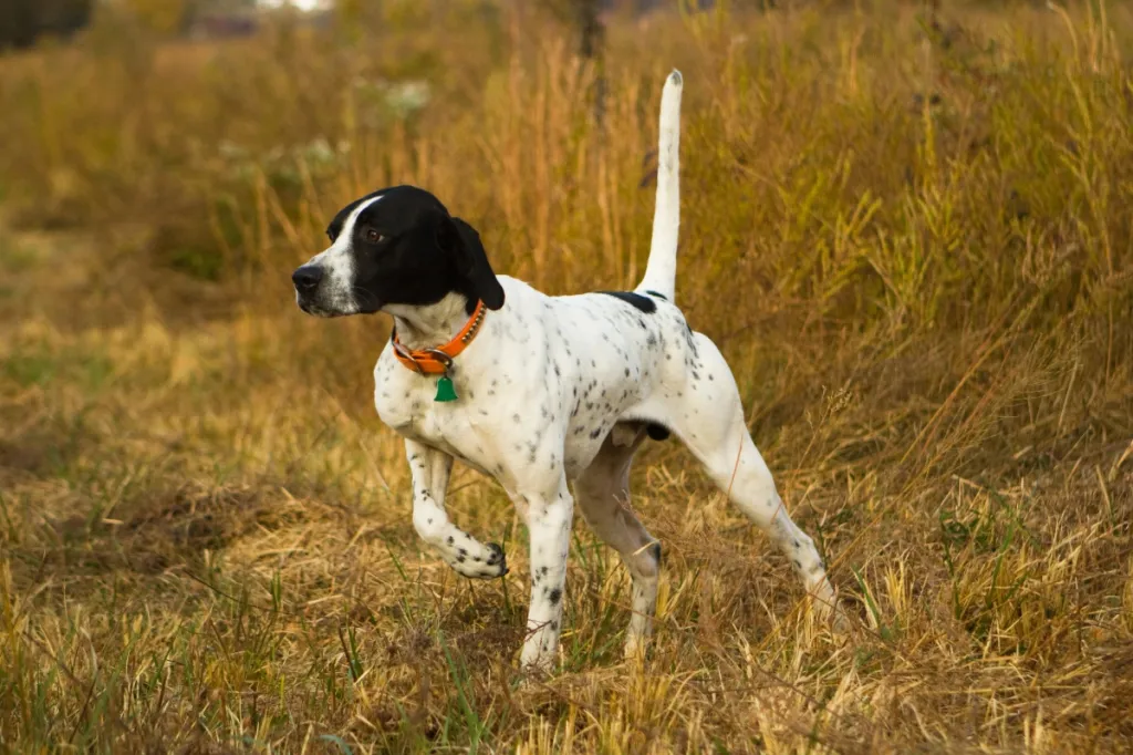 English pointer standing in grassy field