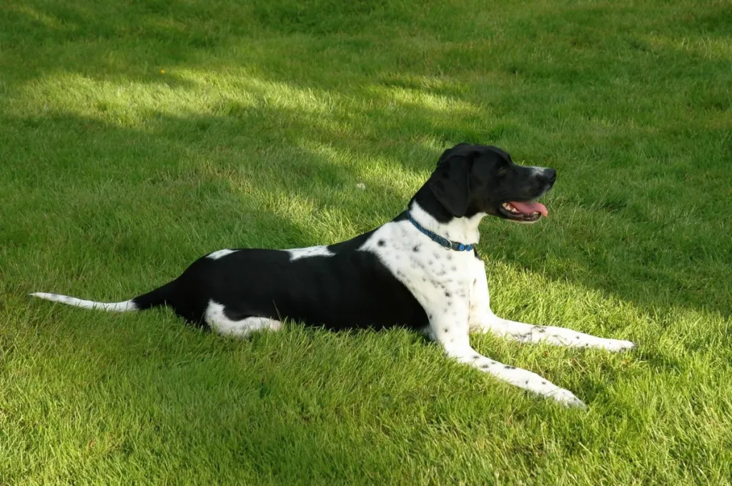 Black and white English pointer lying on green grass