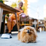 brown pomeranian dog at outdoor cafe