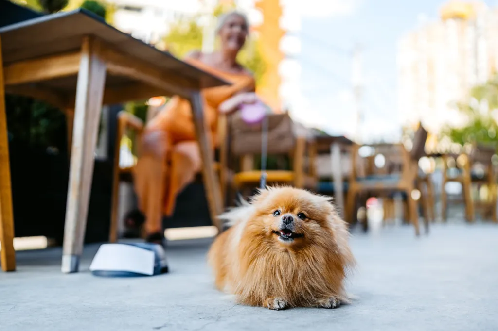 brown pomeranian dog at outdoor cafe