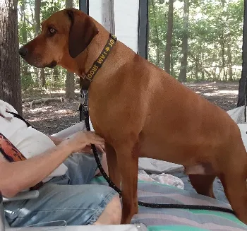 Rhodesian Ridgeback with a man.