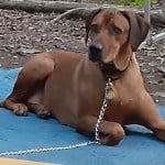 Rhodesian Ridgeback laying down.