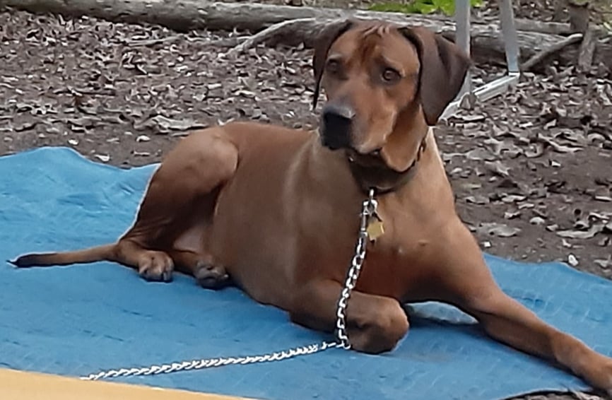 Rhodesian Ridgeback laying down.