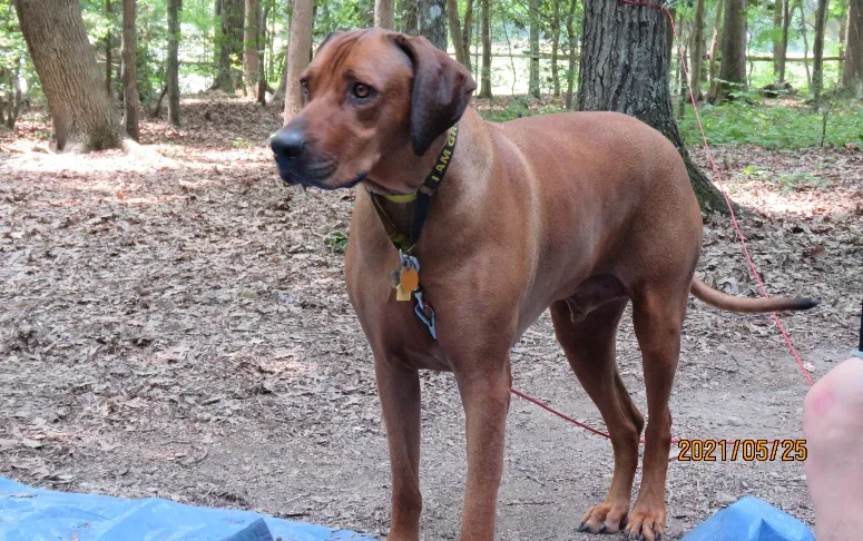 Rhodesian Ridgeback outside.