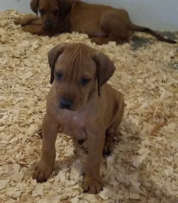 Rhodesian Ridgeback puppy.