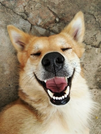 A laughing corgi