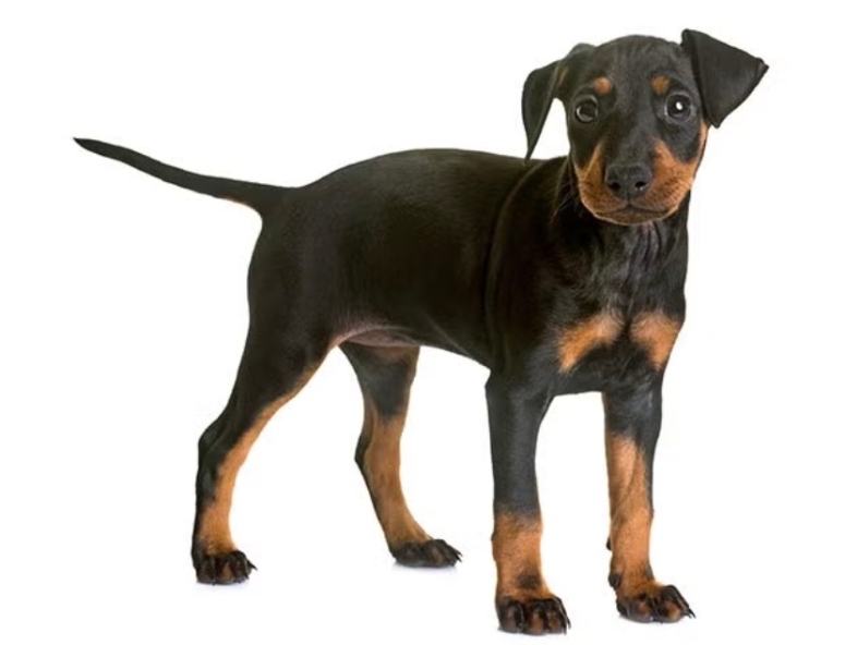 Manchester terrier posing