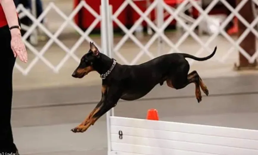 Manchester terrier jumping