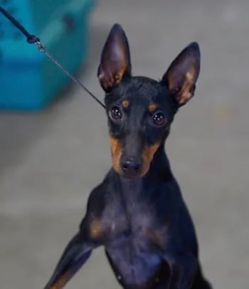 Manchester Terrier 