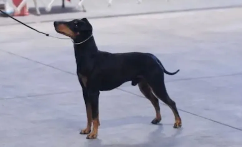 Manchester terrier posing