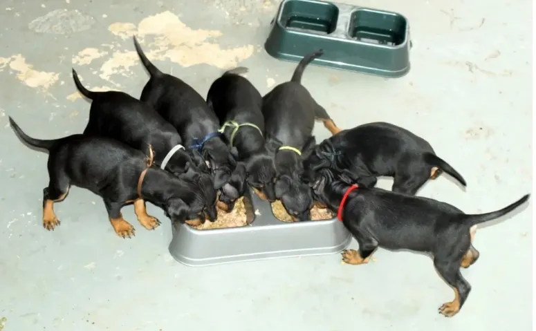 Manchester Terrier puppies