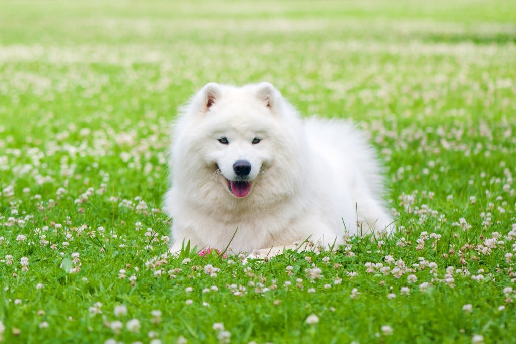 fluffy white American eskimo dog lying in grass