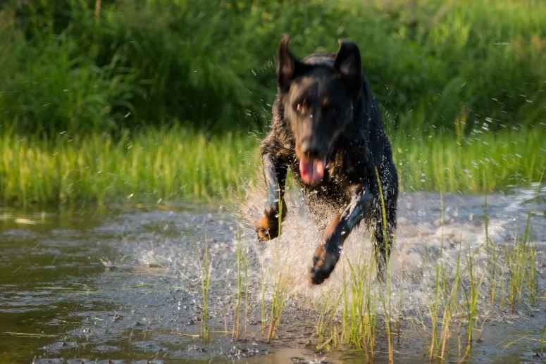 Beauceron dog running