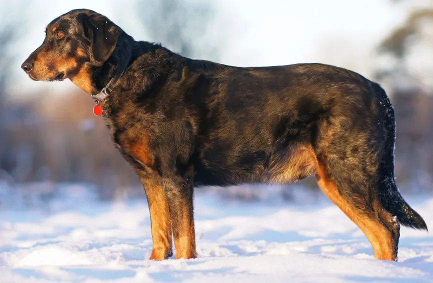 Beauceron dog