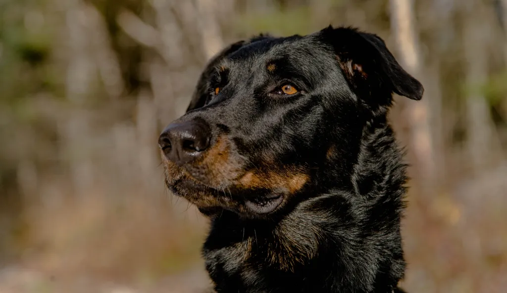 Beauceron dog 