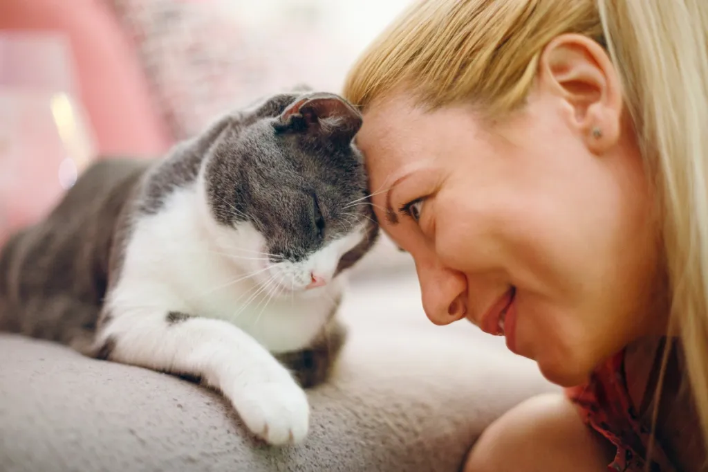 gray and white cat head butting woman