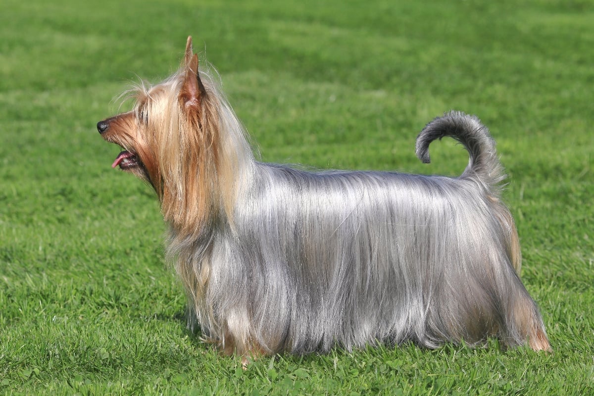 profile of long-haired silky terrier dog standing on grass