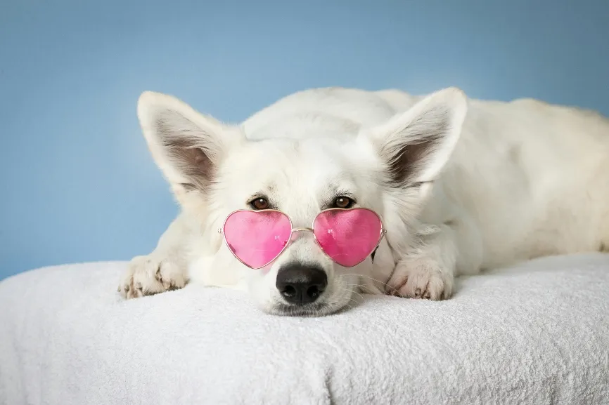 Relaxed white dog with glasses