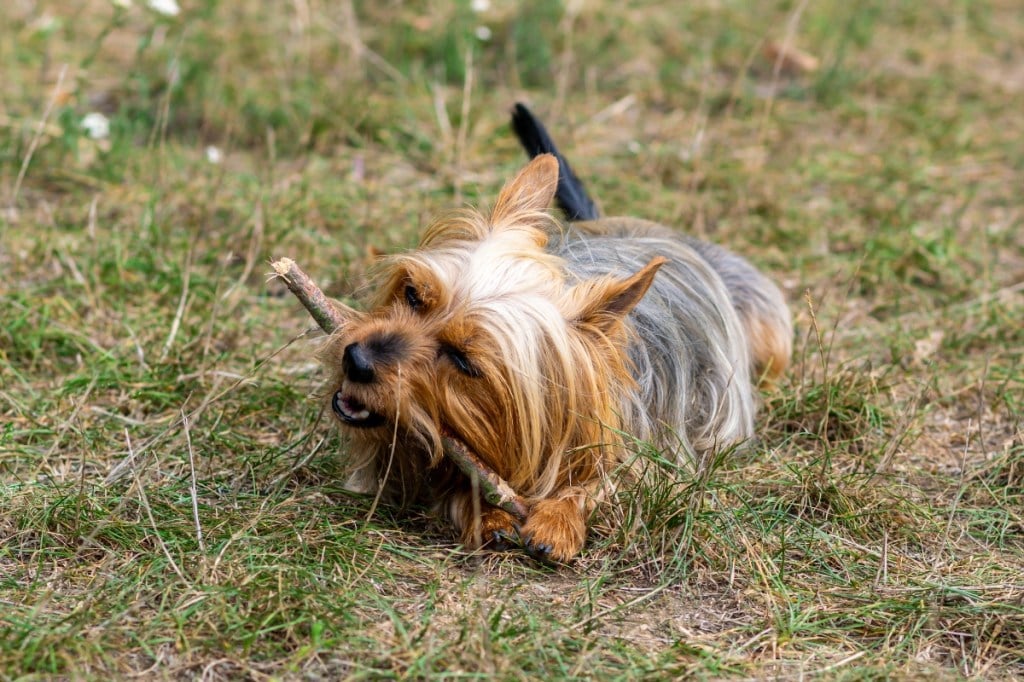 silky terrier dog chewing on a stick outside