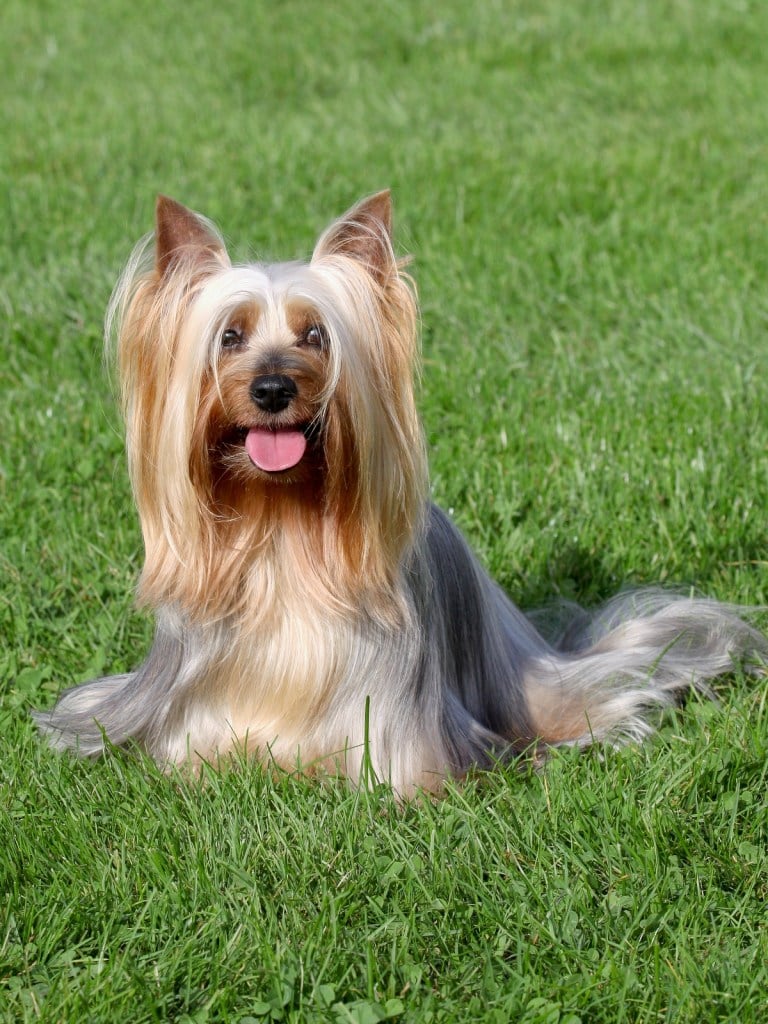 Silky terrier dog lying on green grass