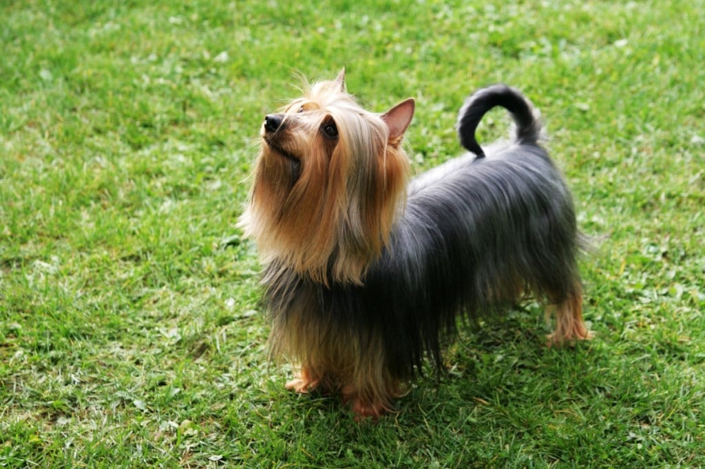 silky terrier dog standing on grass