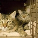 two gray cats in a carrier