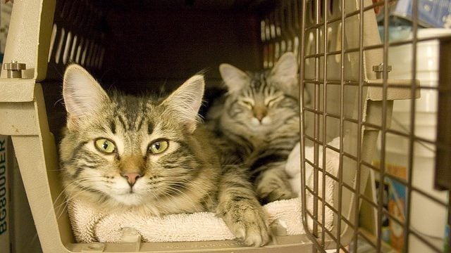 two gray cats in a carrier