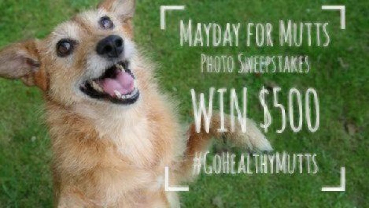 Mayday for Mutts! Healthy Paws Pet Insurance