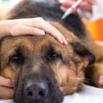 German Shepherd Getting Injection at Vet