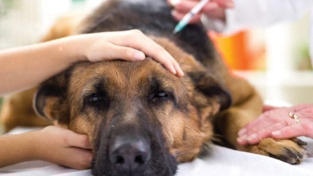 German Shepherd Getting Injection at Vet