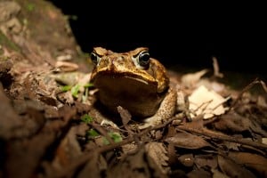 dog toad poisoning